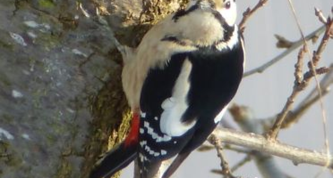 Pic et pic et ramdam dans la forêt