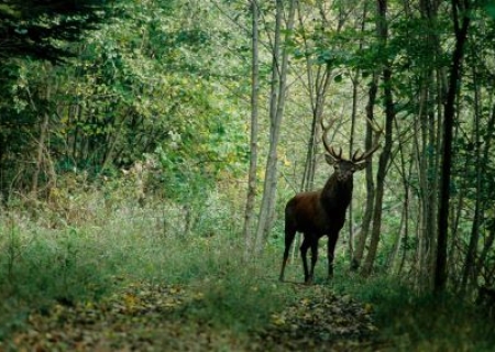 Balade nature et légendes