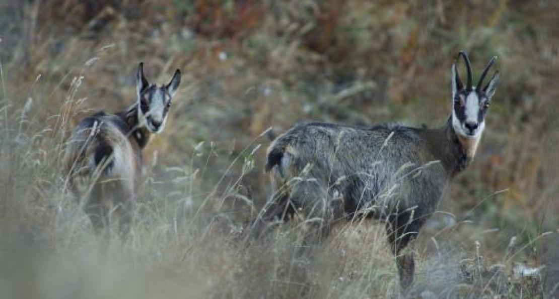 Découverte de la faune sauvage