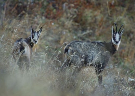 Découverte de la faune sauvage