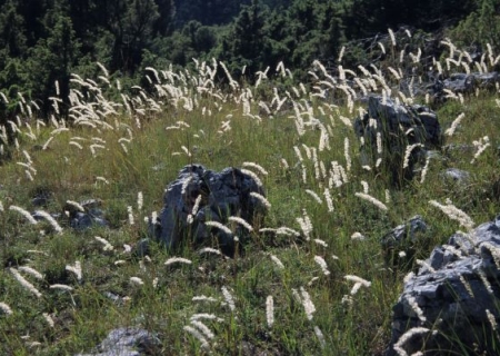 Herbes folles - crée ton herbier