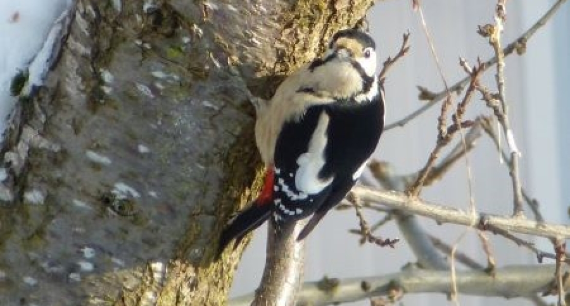 Pic et pic et ramdam dans la forêt