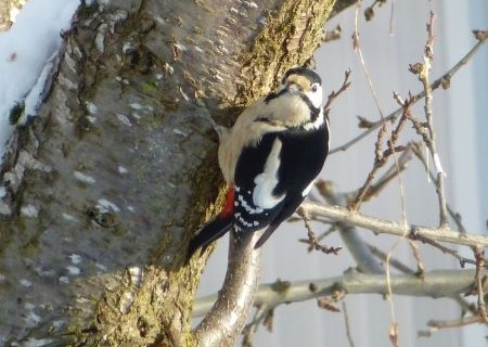 Pic et pic et ramdam dans la forêt