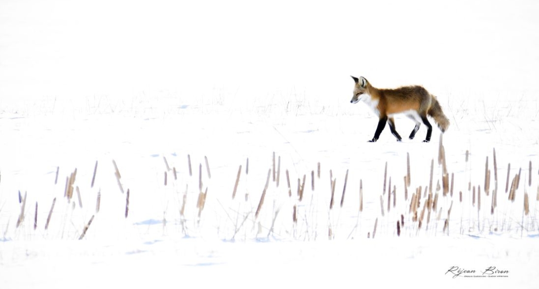 Brico nature : les animaux de l'hiver