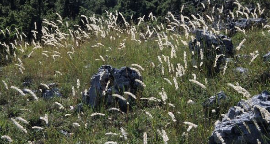 Herbes folles - créez votre herbier