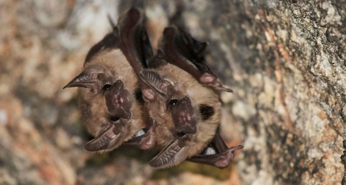 Nuit Safari - spéciale chauve-souris