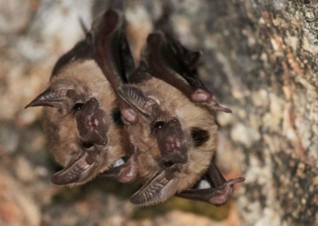 Nuit Safari - spéciale chauve-souris