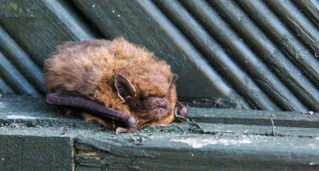 Secrets de chauve-souris