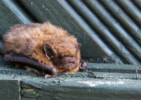 Secrets de chauve-souris
