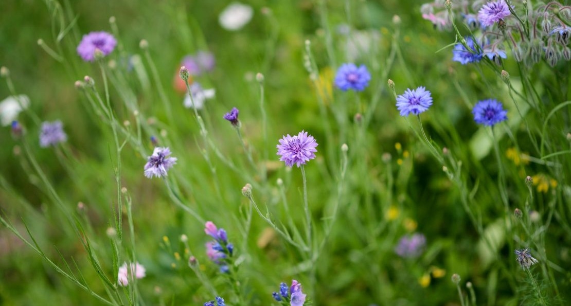 Herbes folles - crée ton herbier