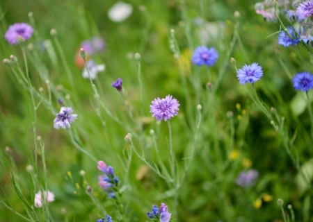 Herbes folles - crée ton herbier