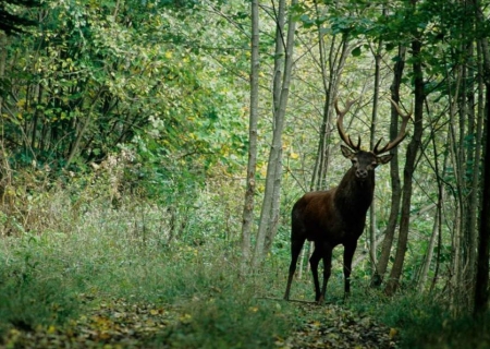 Balade nature &amp; légendes