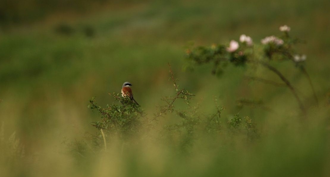 Secrets d'oiseaux