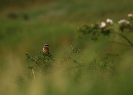 Secrets d'oiseaux
