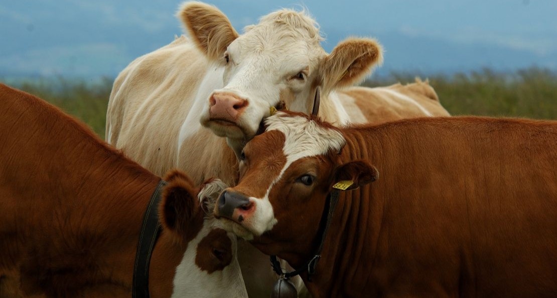 Vacheries au Salève