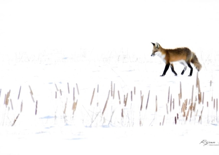 Brico nature : les animaux de l'hiver